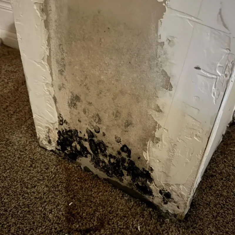 Professional Mold Removal in Roswell, NM